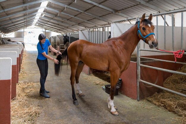 Higiene del caballo  Hogarmania